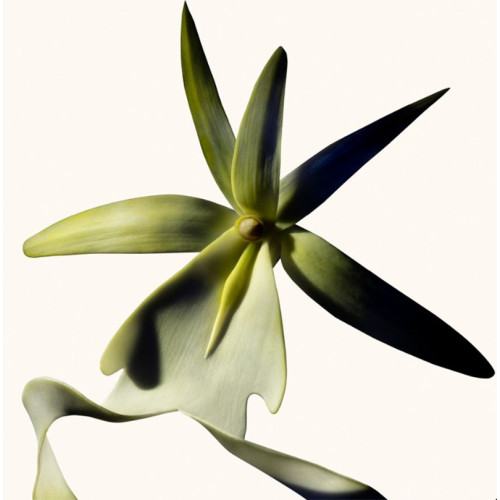 TOM FORD Black Orchid Reserve - Parfüm 0888066172851